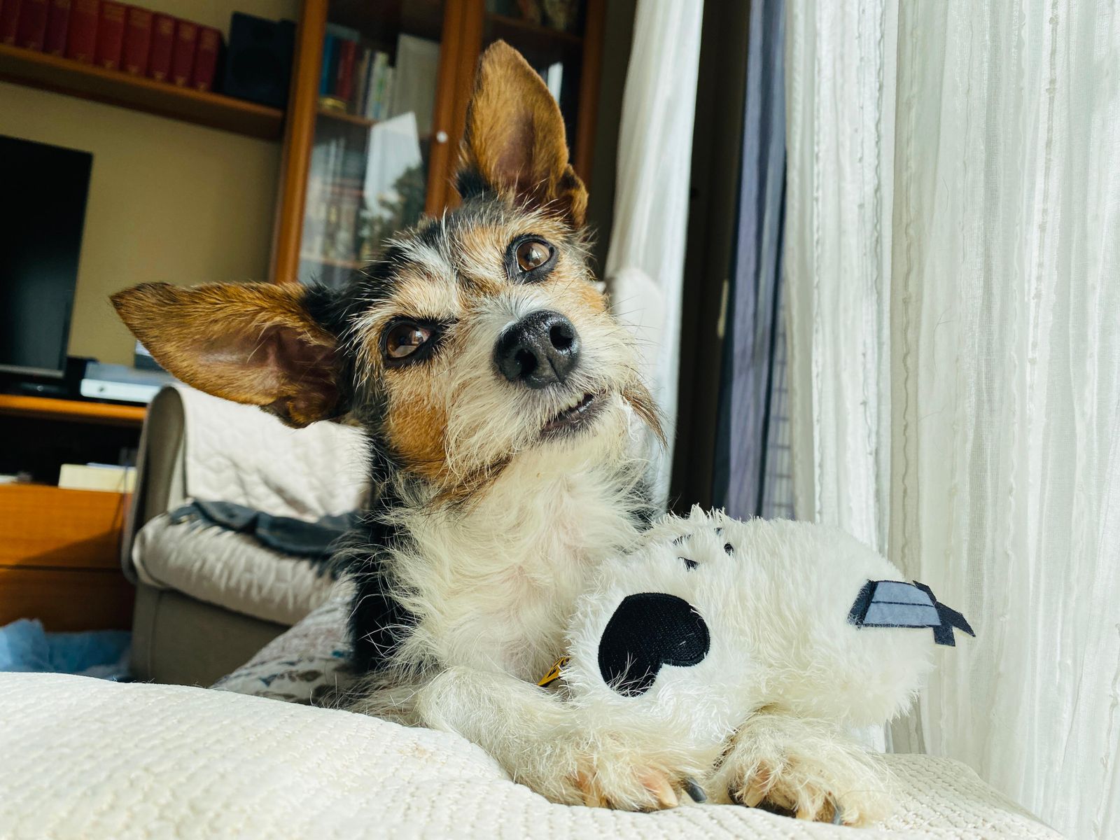 Dog resting indoors during a home exchange with pets left in their own home