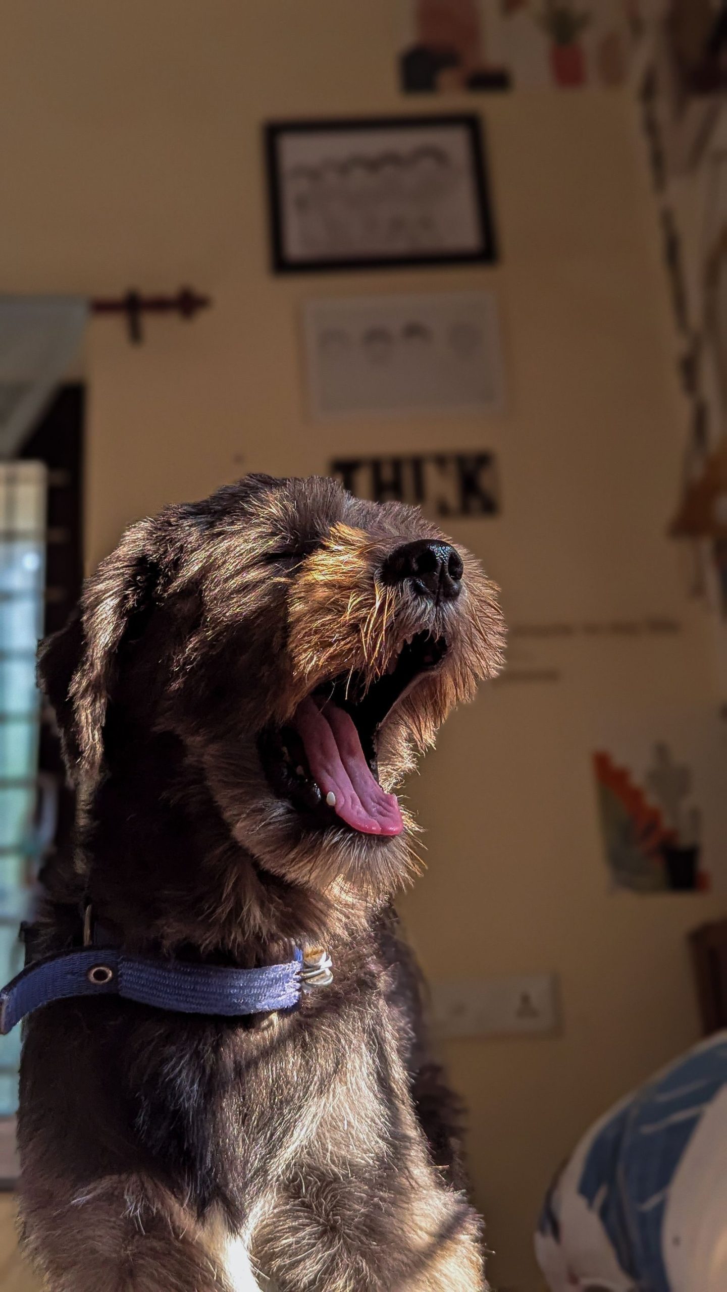 Dog resting indoors during a house sitting assignment in a private home