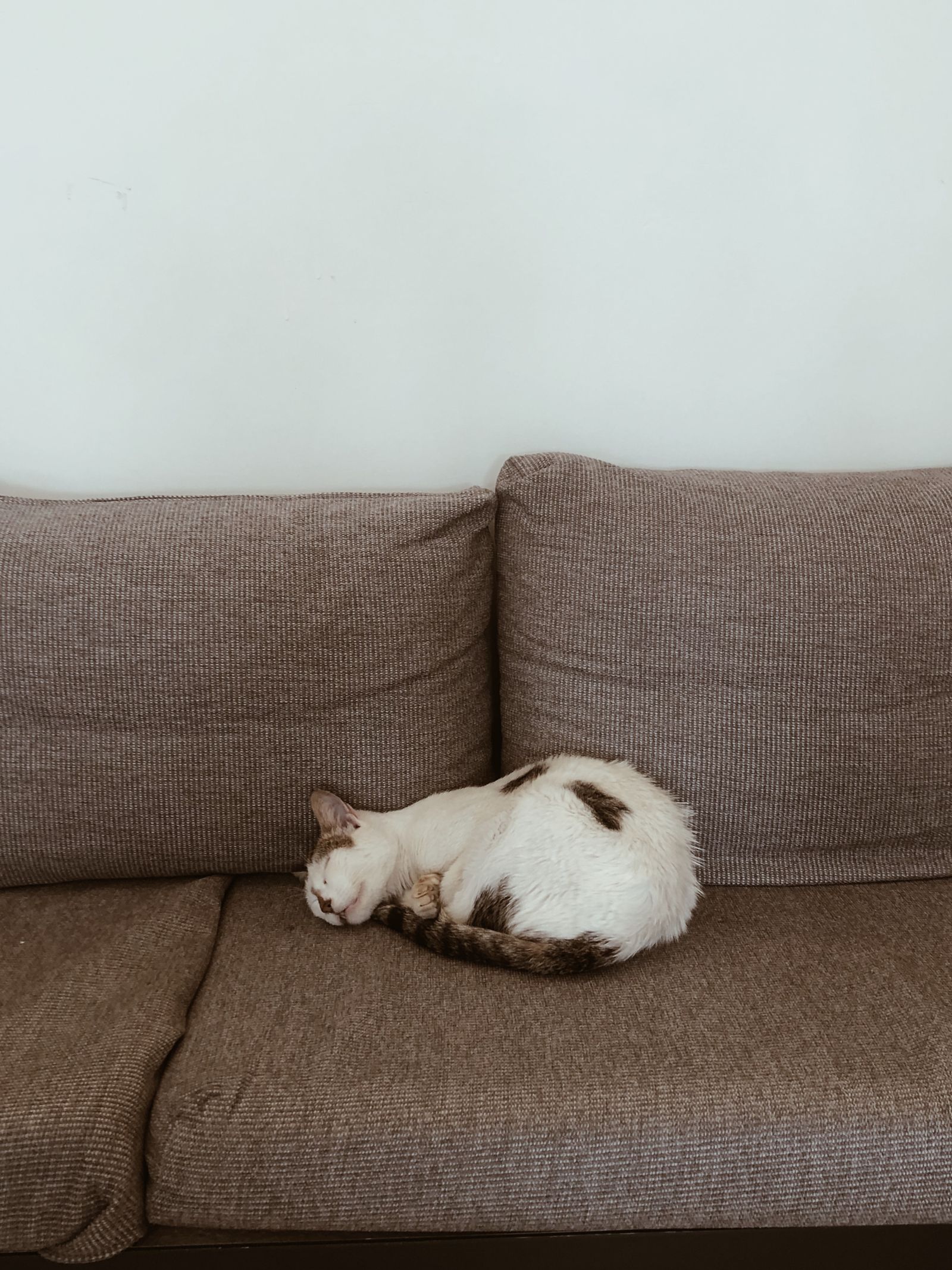 Pet Sitting While You Travel: The Formula That Saves the Kennel