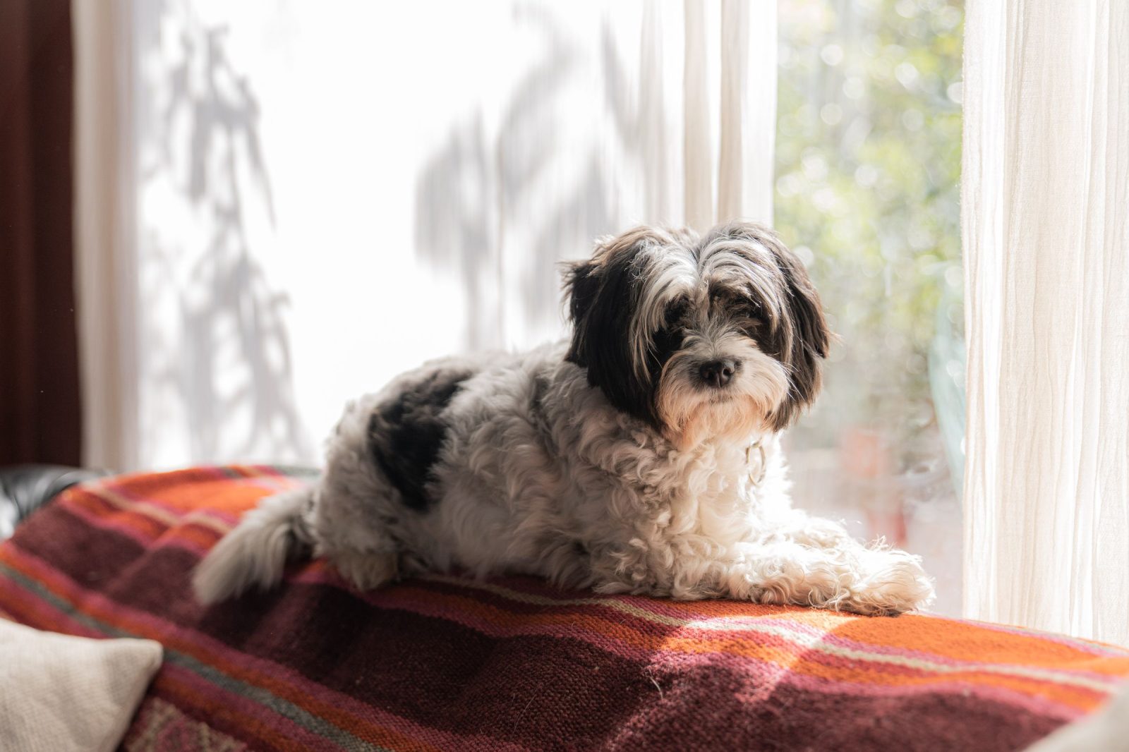 A small black-and-white dog settled on a sofa covered with a striped throw, in front of a sunlit window